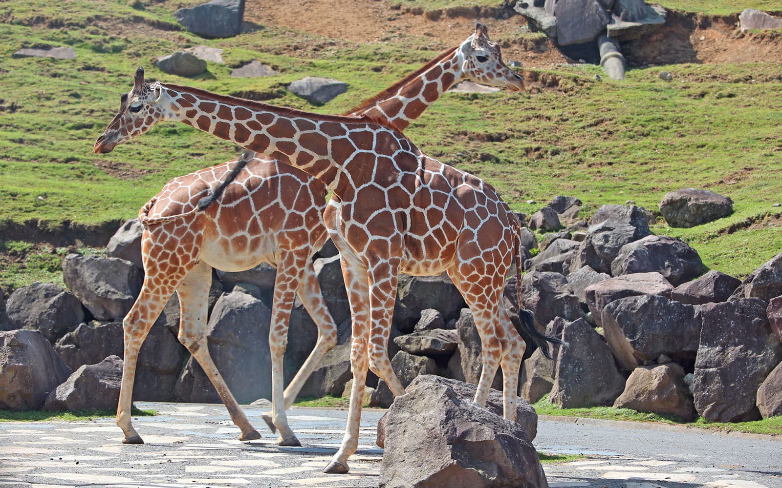 후쿠오카 아프리칸 사파리 프라이빗 차량투어 사진 4
