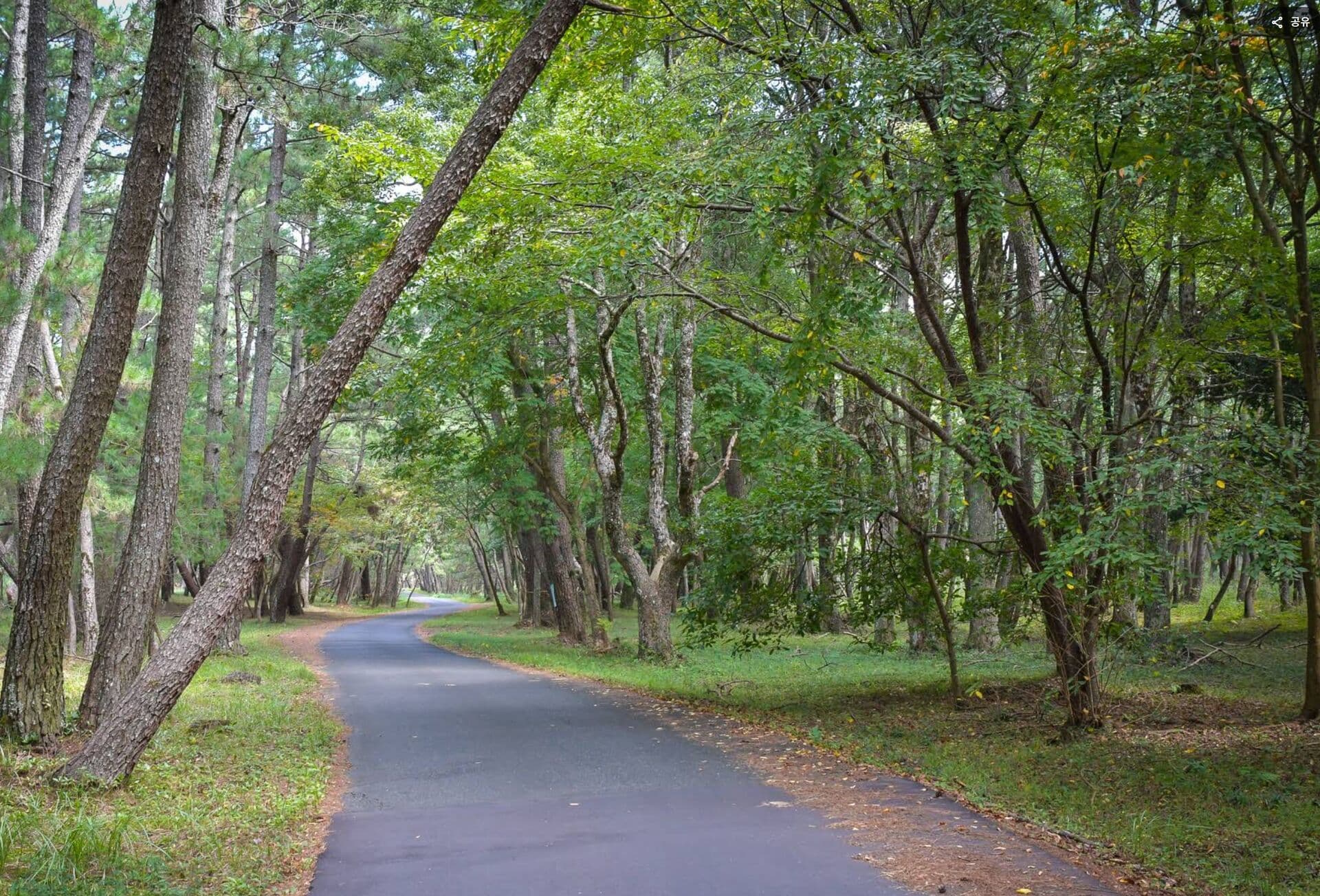🌲니지노마츠바라 드라이브